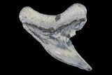 Fossil Tiger Shark Tooth - Lee Creek (Aurora), NC #71068-1